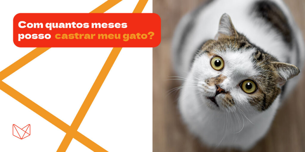 Com quantos meses posso castrar meu gato? - Vidan
